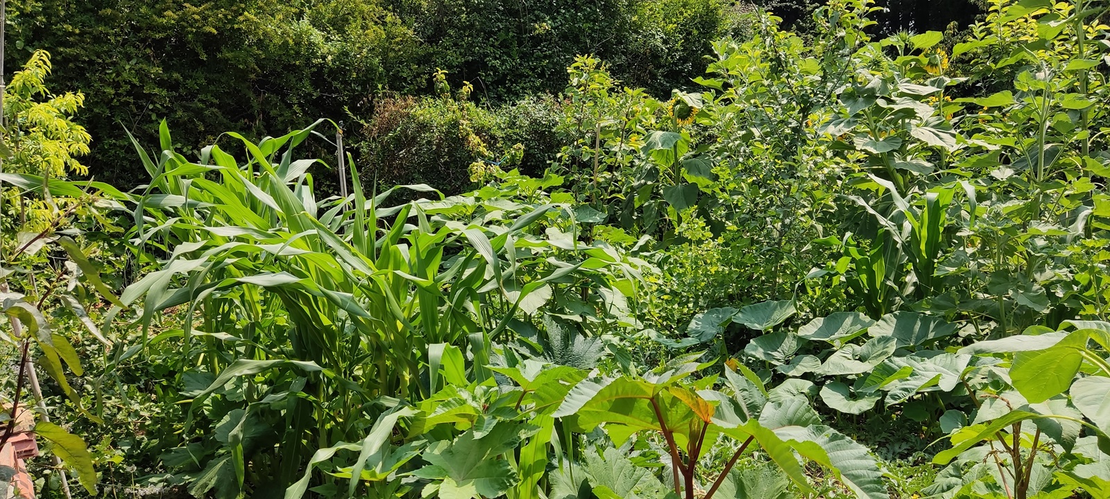 Jardin en permaculture à Salernes